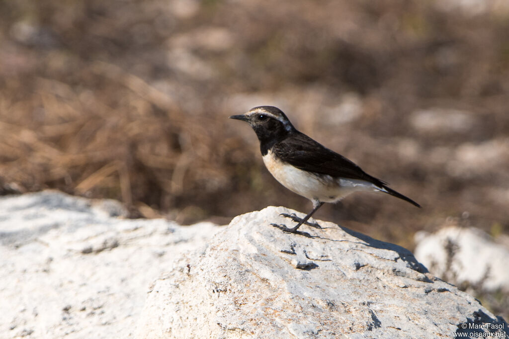 Traquet de Chypre femelle