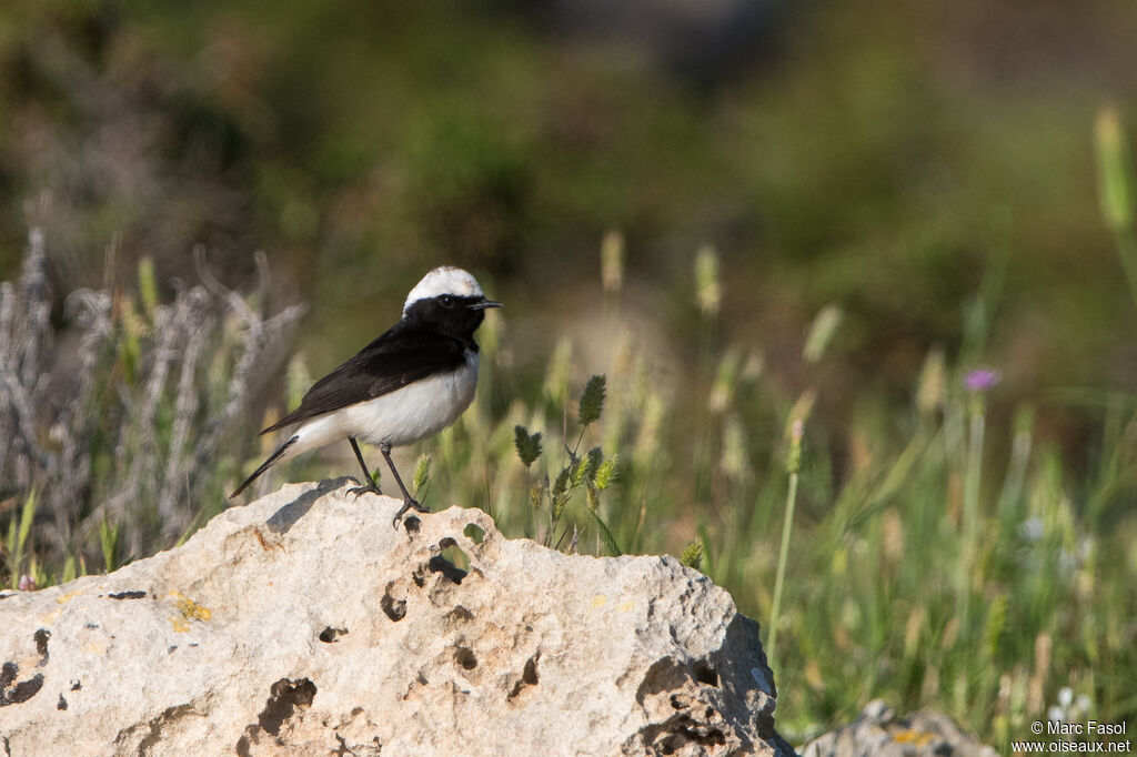 Traquet de Chypre