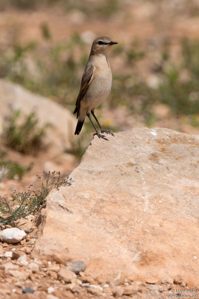 Isabelline Wheatearadult, identification