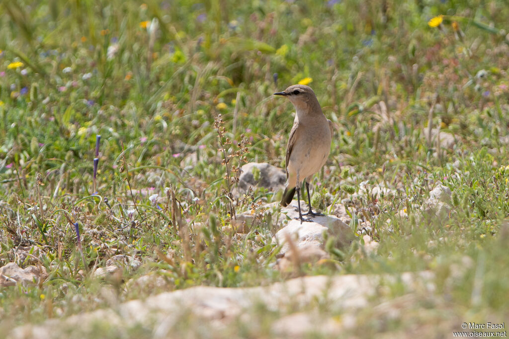 Isabelline Wheatearadult, identification