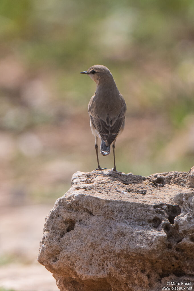 Isabelline Wheatearadult, identification