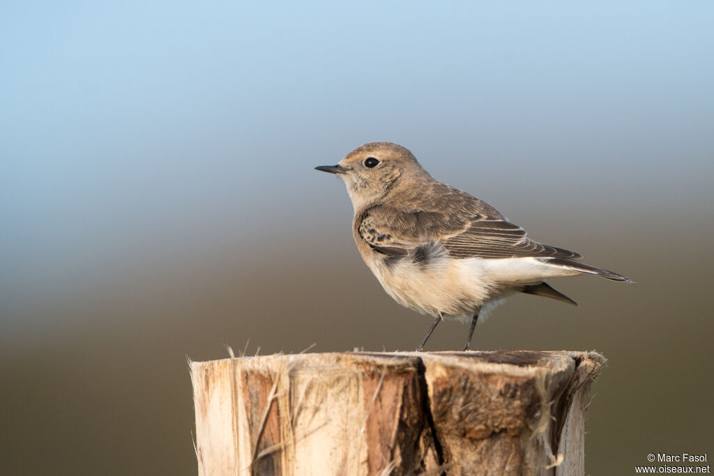 Traquet pie mâle 1ère année, identification