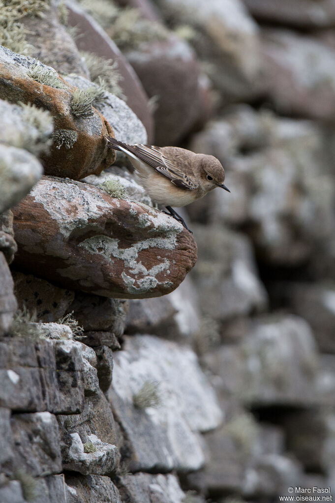 Traquet pieimmature, identification