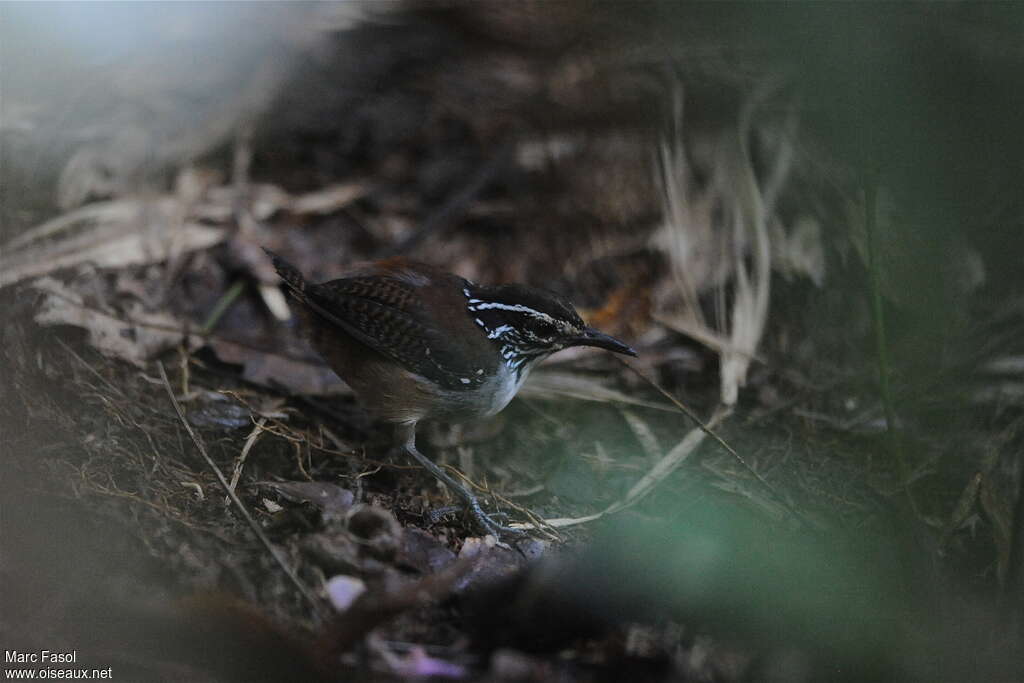 White-breasted Wood Wrenadult, identification, Behaviour