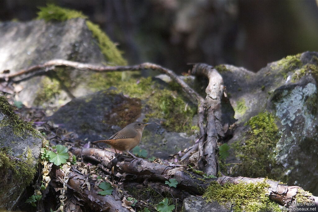 Troglodyte australadulte, identification