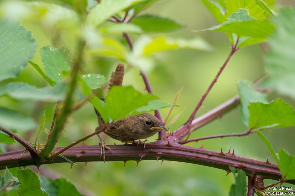 Troglodyte mignonjuvénile, identification, habitat