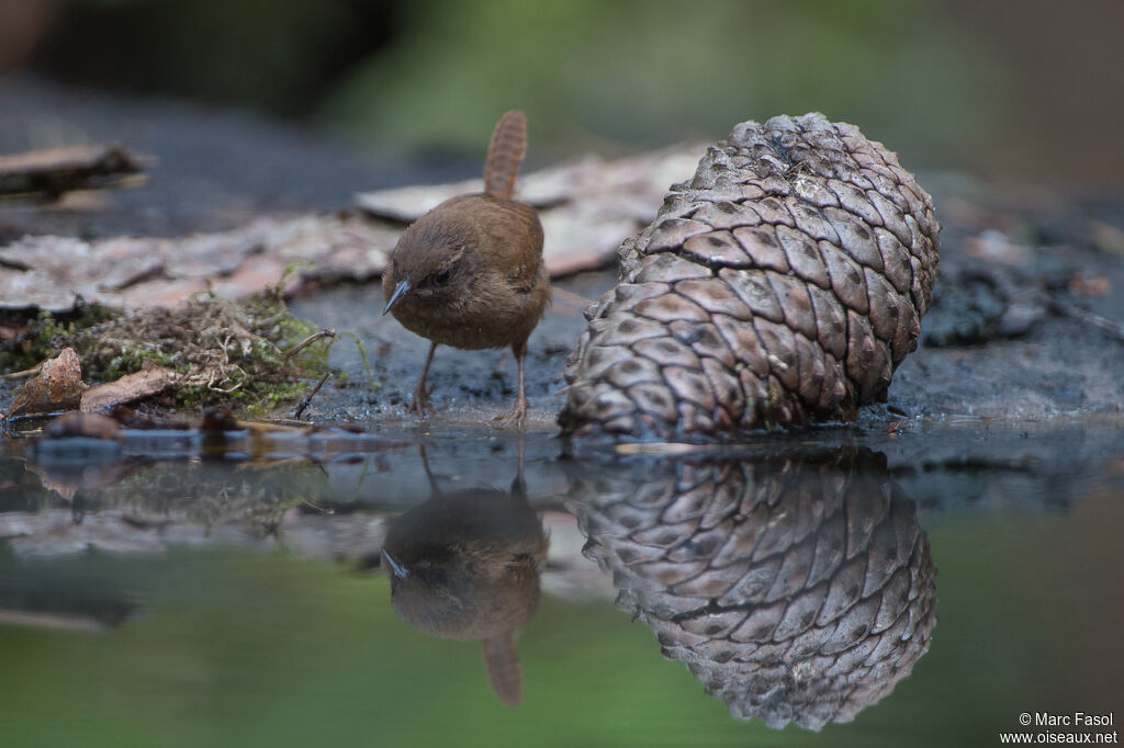 Troglodyte mignonadulte, identification, boit
