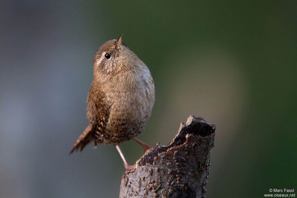 Troglodyte mignonadulte, identification