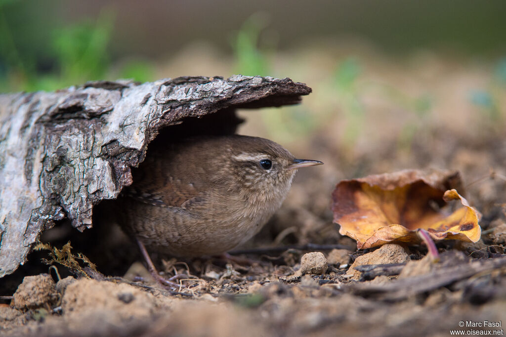 Troglodyte mignonadulte internuptial, identification, camouflage