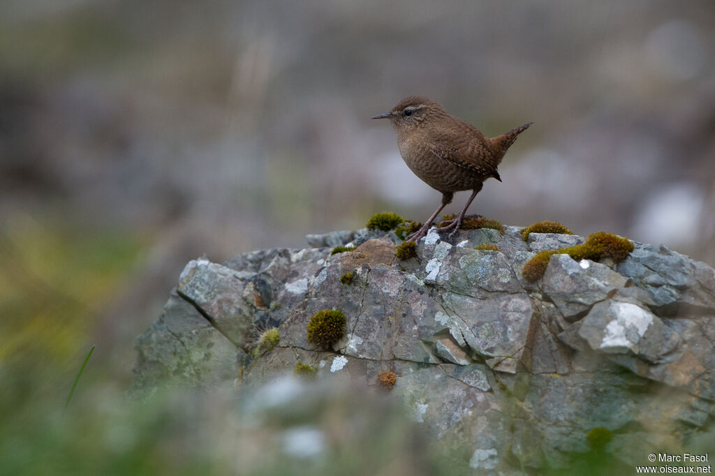 Troglodyte mignonadulte, identification