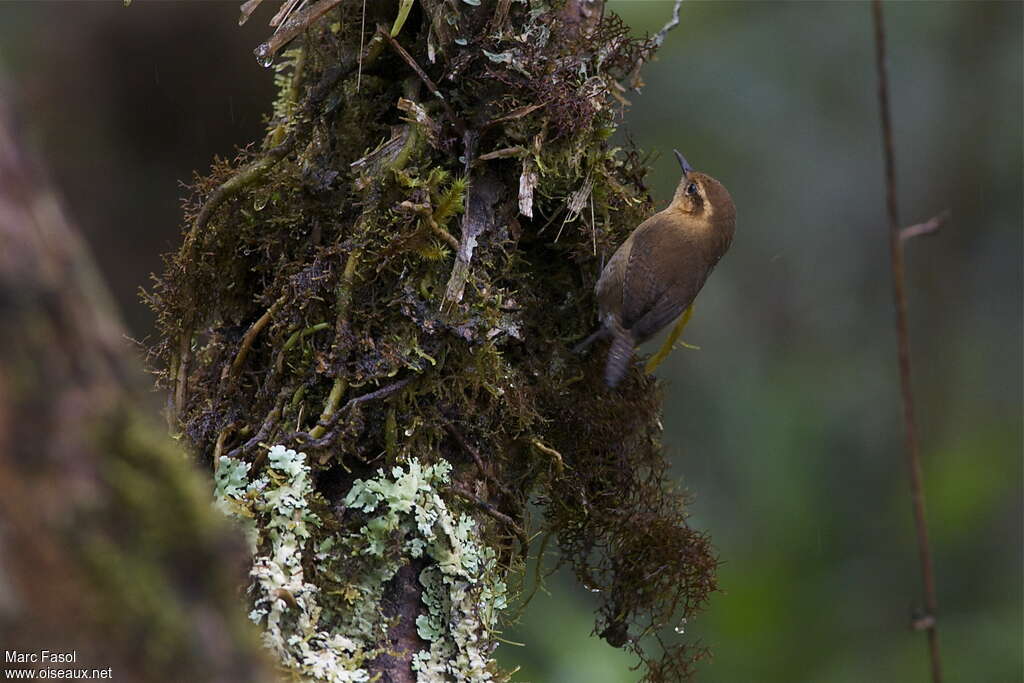 Troglodyte montagnardadulte, identification, Comportement