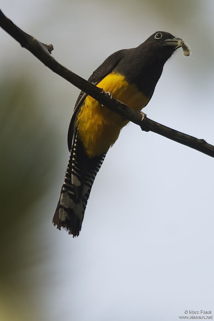 Trogon à queue blanche femelle adulte nuptial, identification, régime, Comportement