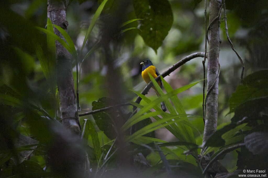 Trogon à queue blanche mâle adulte, identification