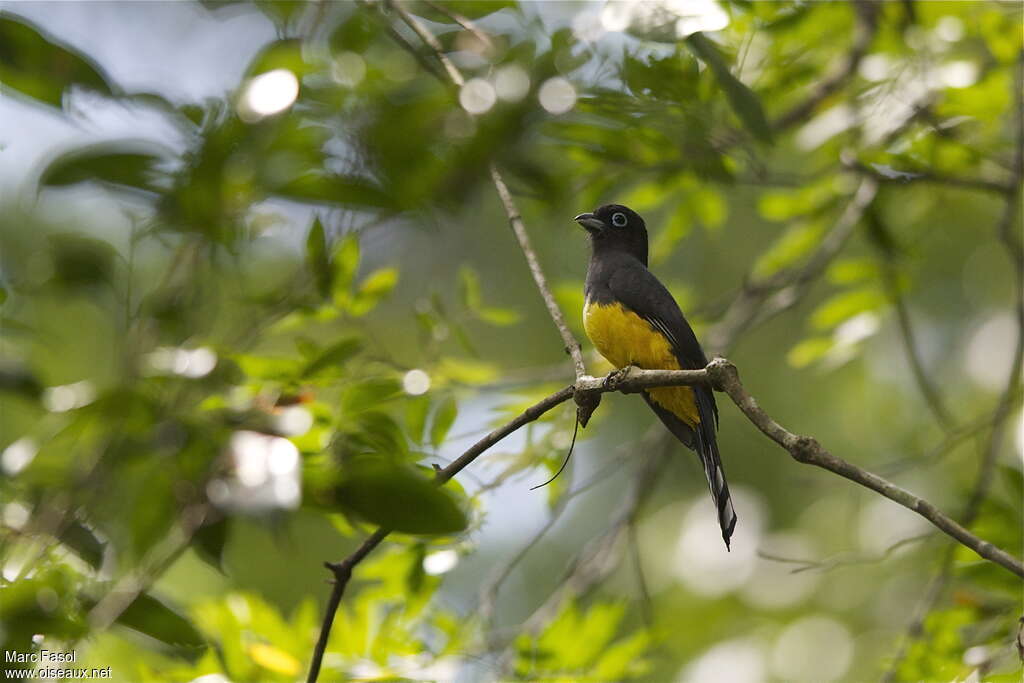 Trogon à tête noire femelle adulte, identification