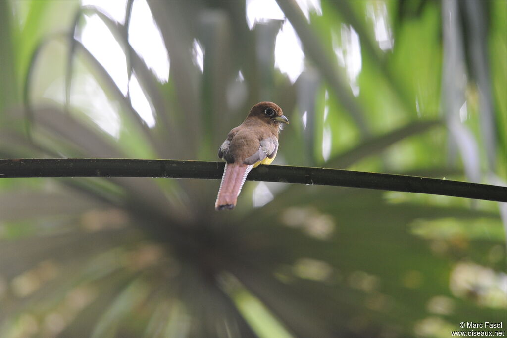 Trogon de Cabanis femelle adulte, identification, Nidification