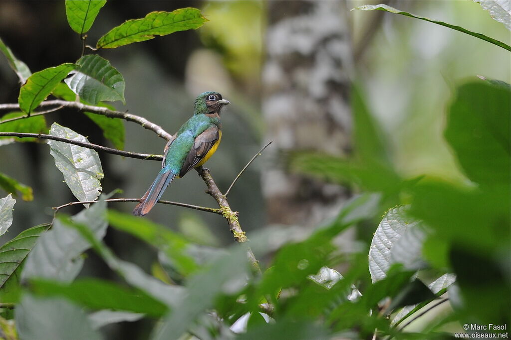 Northern Black-throated Trogon male adult