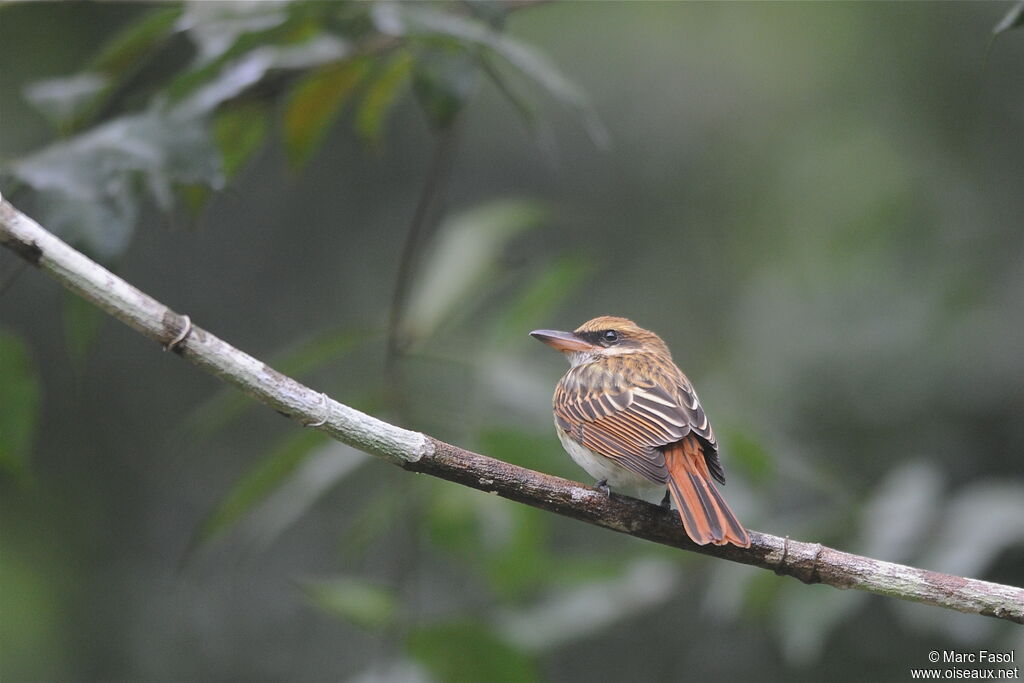 Streaked Flycatcher