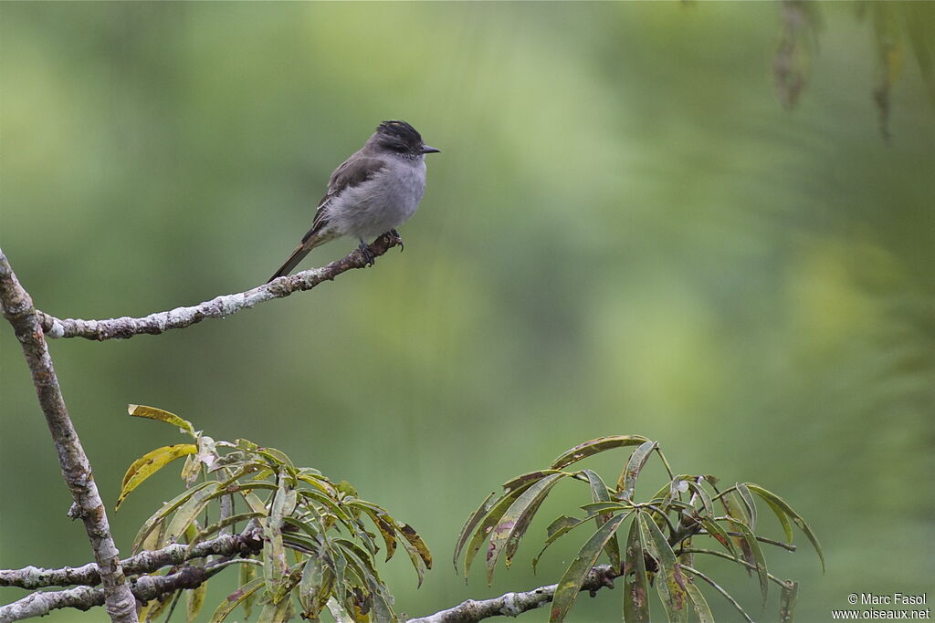 Crowned Slaty Flycatcheradult, identification