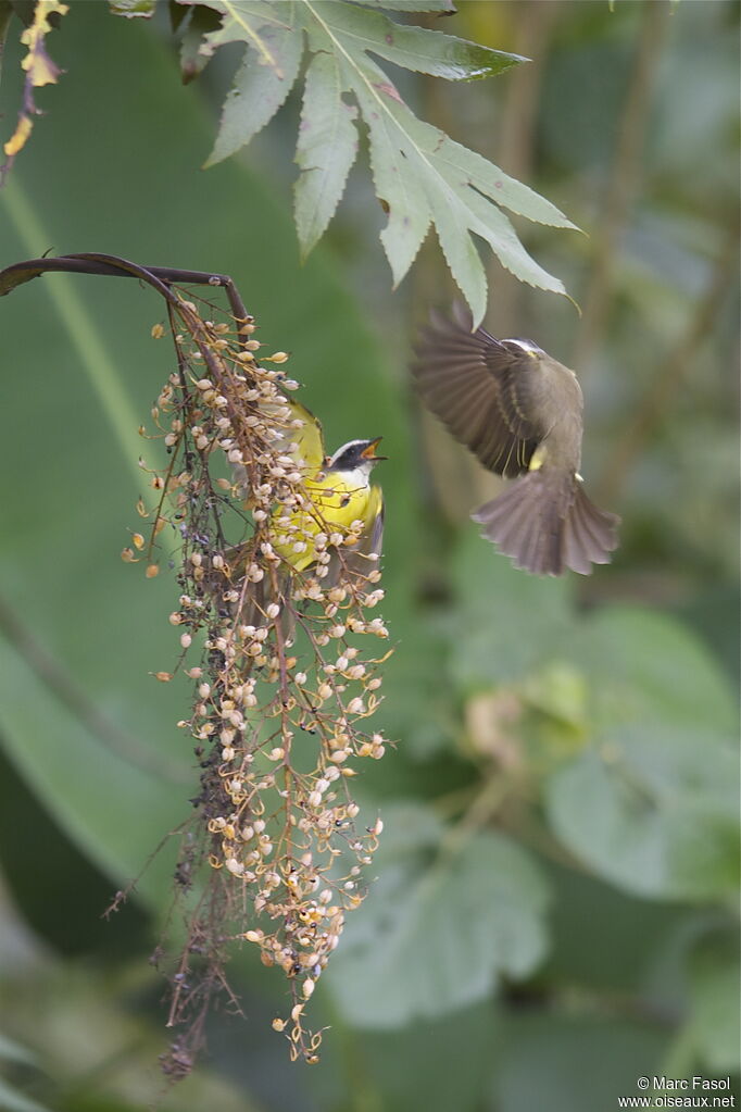 Social Flycatcheradult, identification, Behaviour