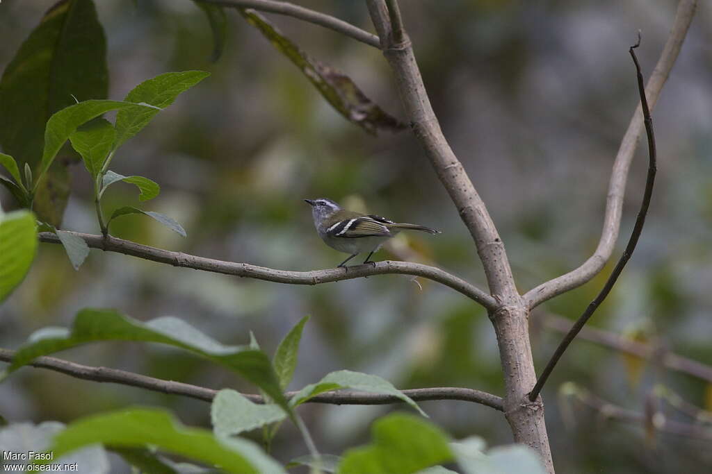 Tyranneau à sourcils blancsadulte, identification