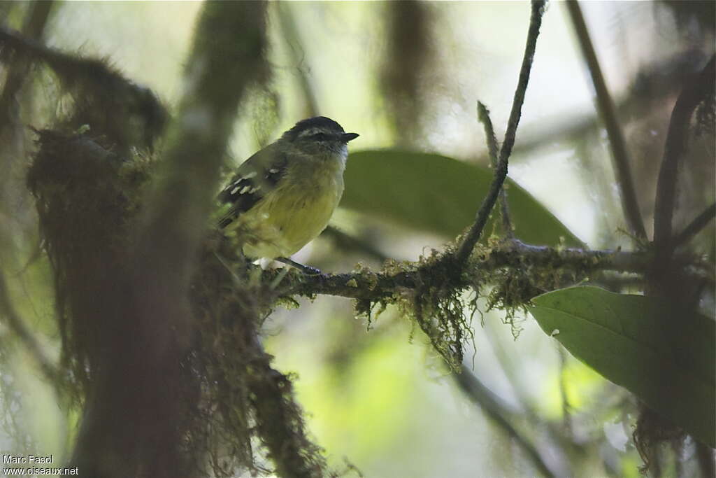 Tyranneau à tête noireadulte, portrait
