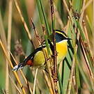 Tyranneau omnicolore