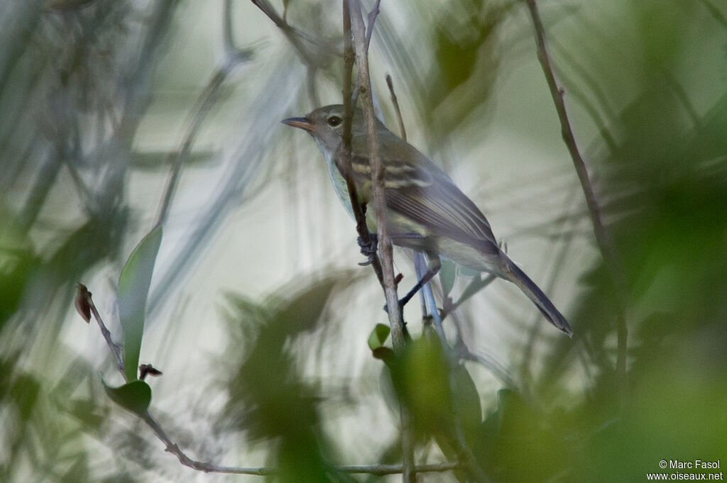 Tyranneau sourisadulte, identification