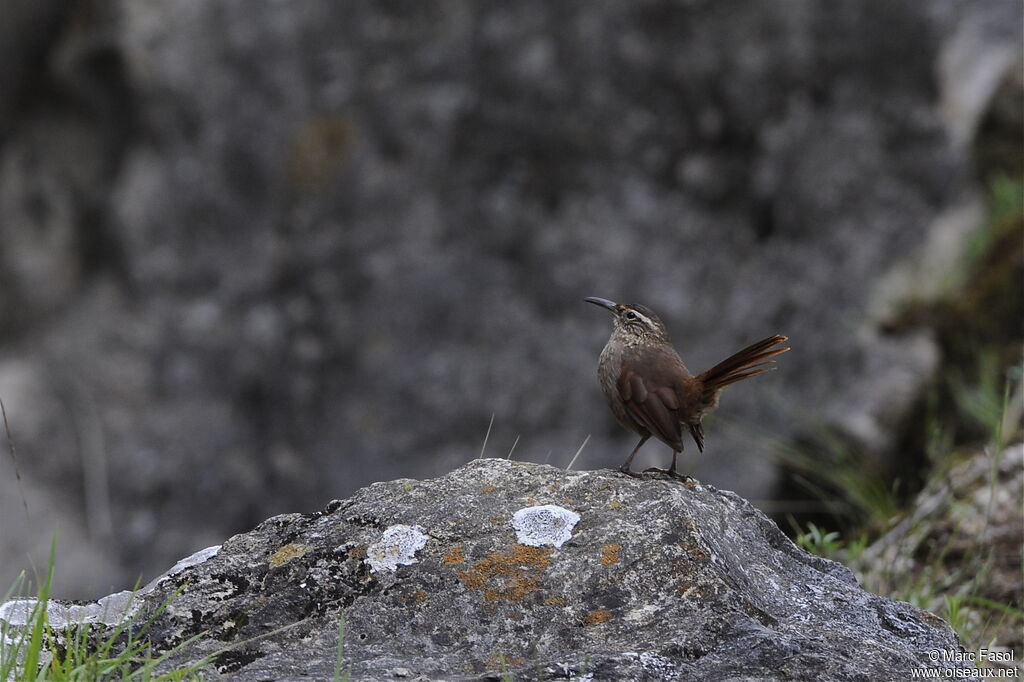 Upucerthie striéeadulte, identification