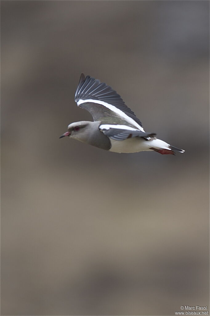 Andean Lapwingadult breeding, Flight