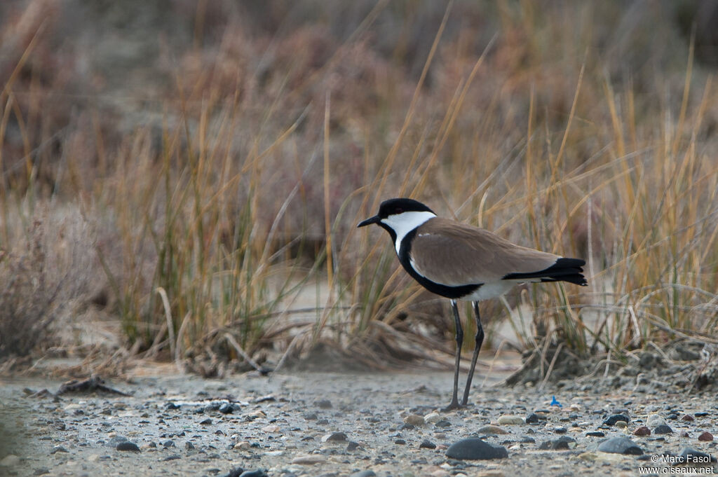 Vanneau éperonné - Vanneau à éperonsadulte nuptial, identification
