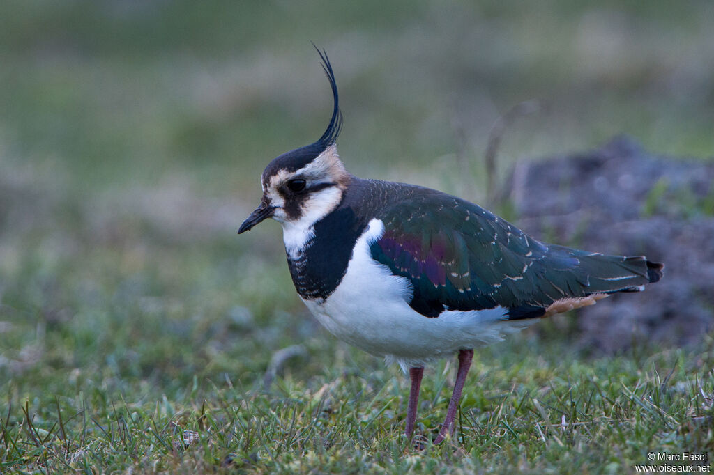 Vanneau huppésubadulte, identification, marche