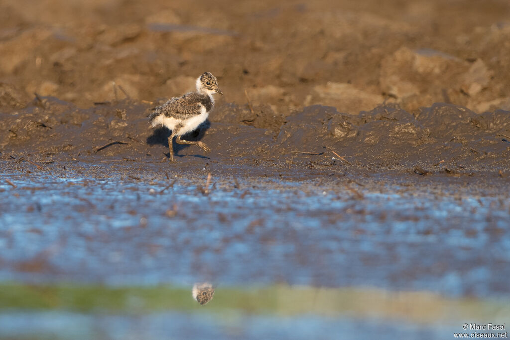 Vanneau huppéPoussin, identification
