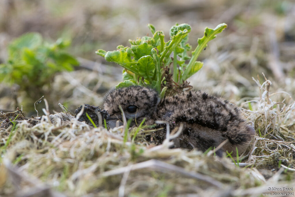 Vanneau huppéPoussin, identification, camouflage