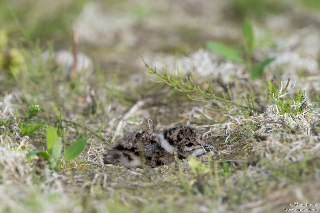 Vanneau huppéPoussin, identification, camouflage