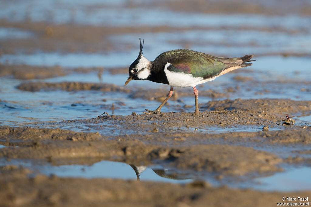 Northern Lapwingadult breeding, walking