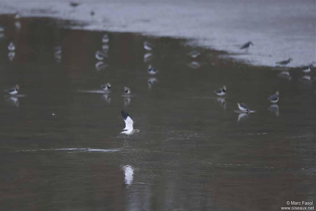 Sociable Lapwingjuvenile, Flight