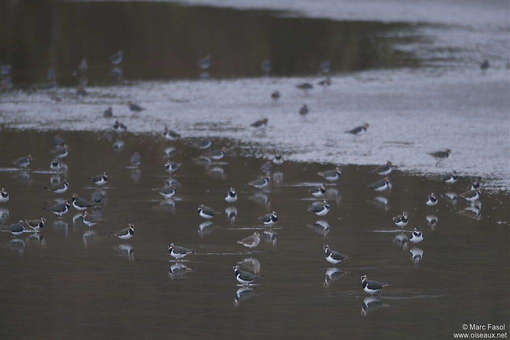 Sociable Lapwingjuvenile, identification, Behaviour