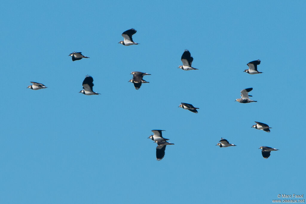 Sociable Lapwingadult breeding, Flight