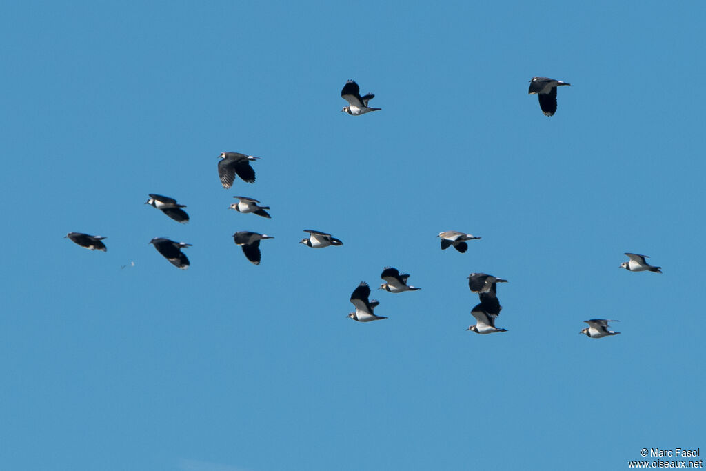 Sociable Lapwingadult breeding, Flight