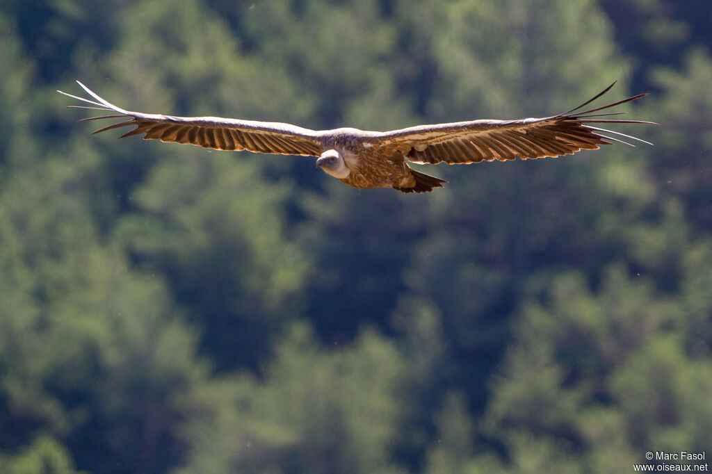 Vautour fauveadulte, Vol