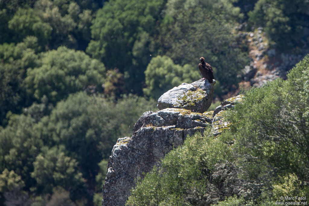 Vautour moineadulte, habitat