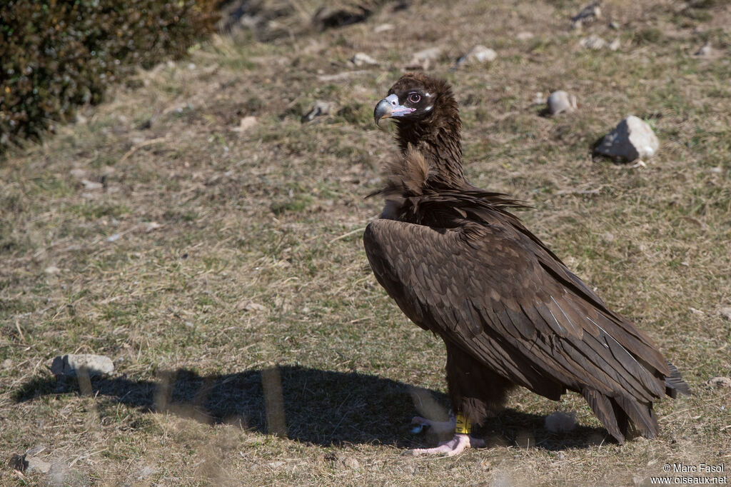 Vautour moineimmature, identification