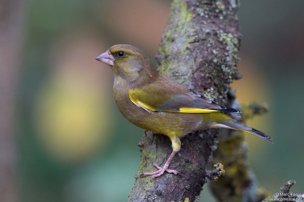 Verdier d'Europe mâle adulte, identification