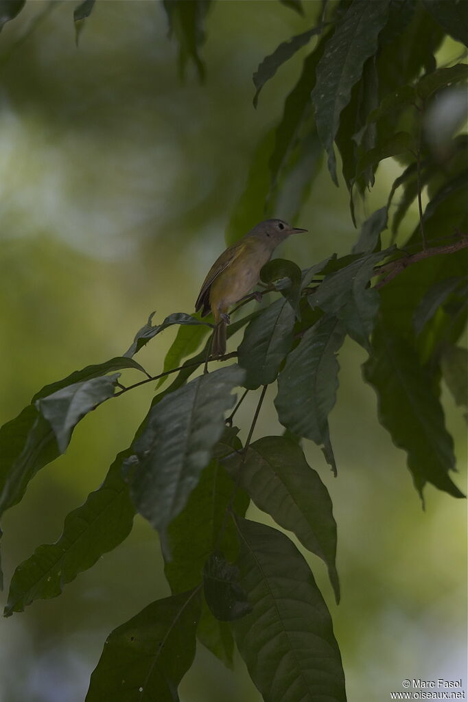 Lesser Greenletadult, identification