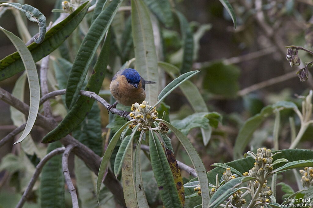 Tit-like Dacnis female, identification