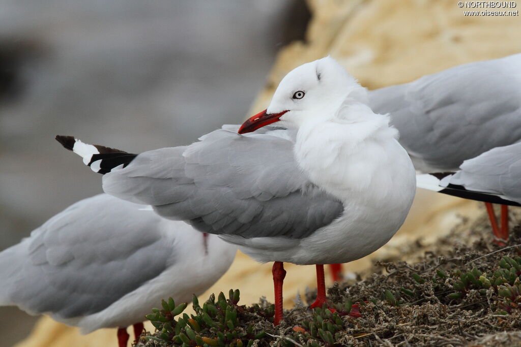 Silver Gull (scopulinus)adult