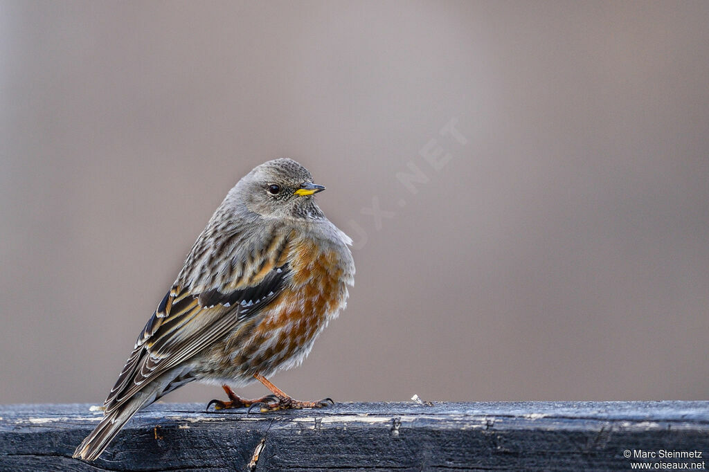 Alpine Accentor