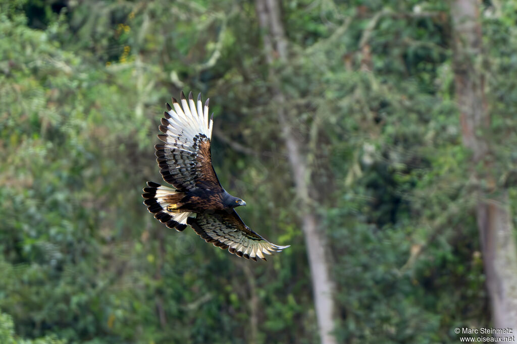 Aigle d'Isidore