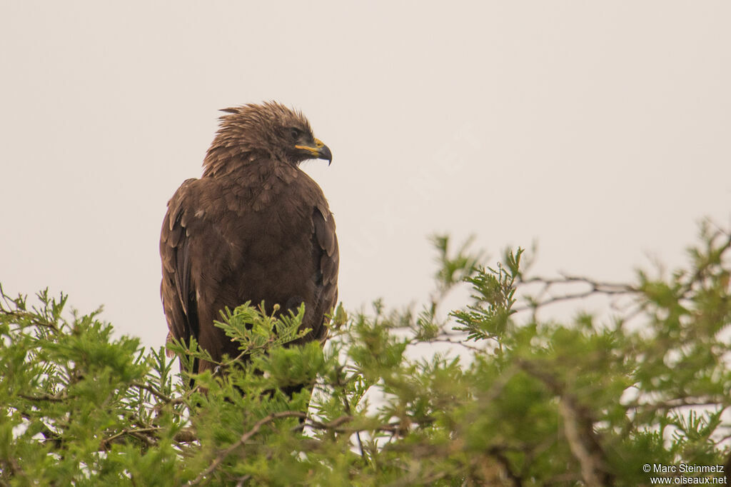 Aigle de Wahlberg