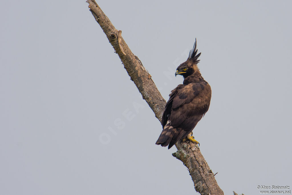 Aigle huppard